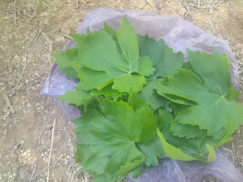 برگ دولمی|گل و گیاه طبیعی|فیروزآباد (لرستان), |دیوار