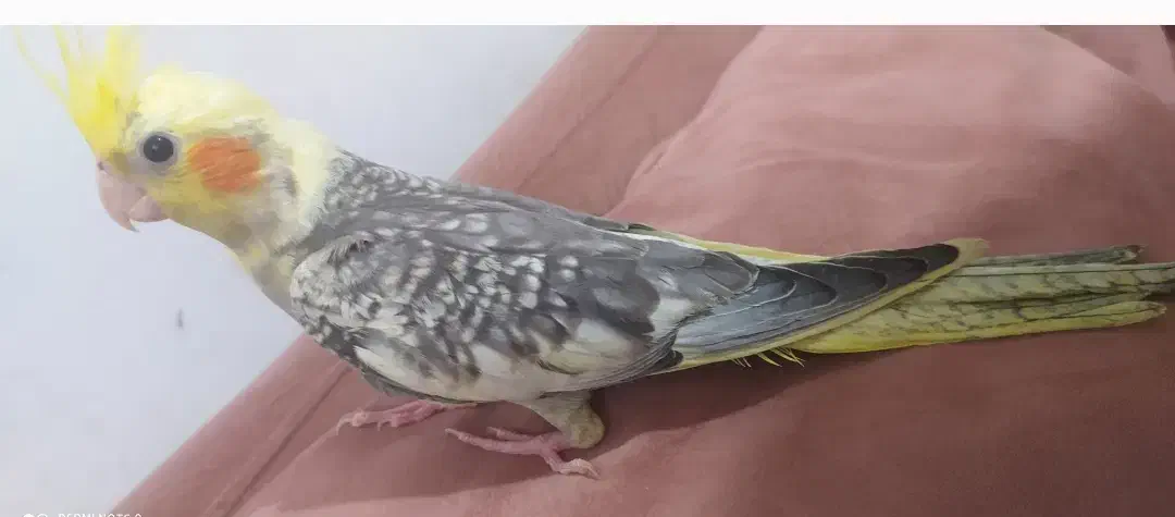 طوطی|پرنده|رستمآباد, |دیوار