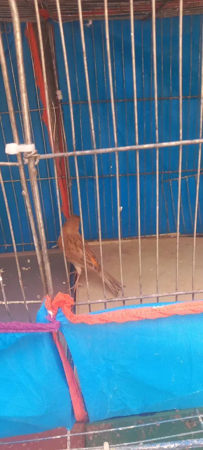 قناری نر ۴۵۰|پرنده|قم, شهرک امام حسین|دیوار