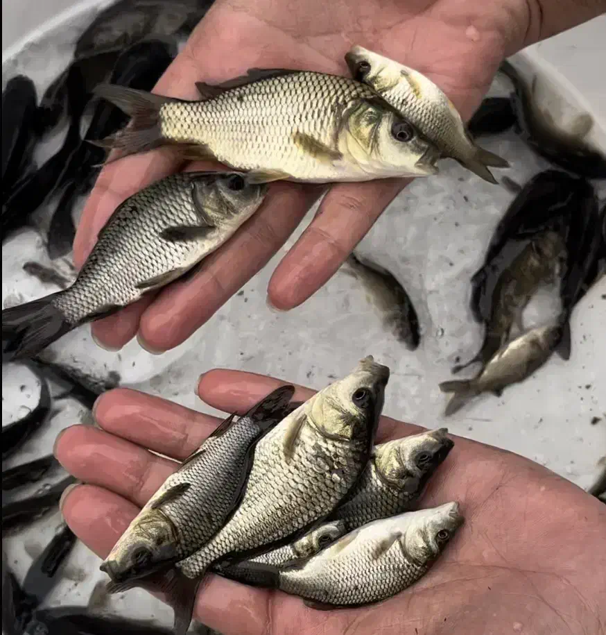 نوزاد ماهی کپور|ماهی|مشهد, امام رضا (ع)|دیوار