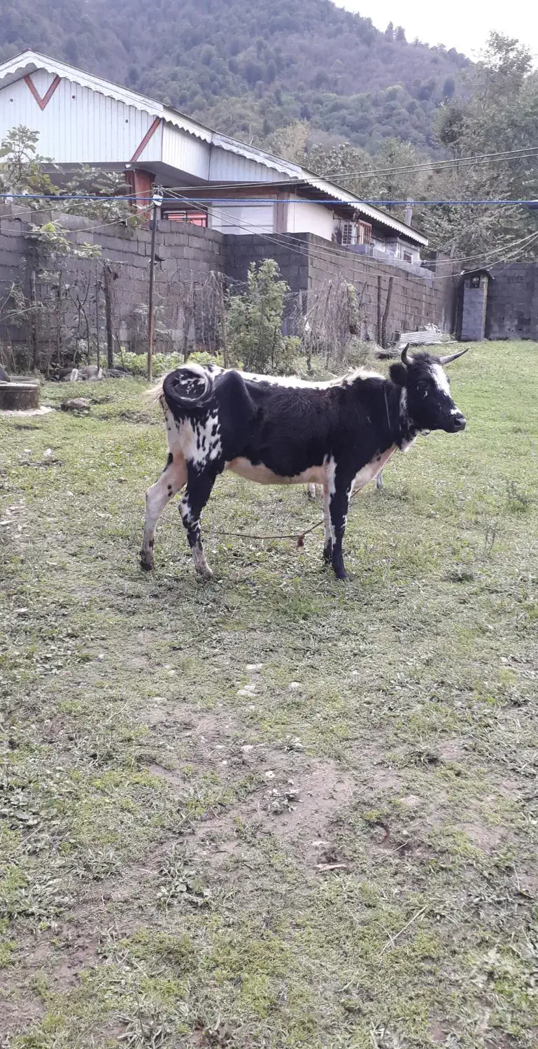 گاولیشه محلی عروسک (قیمت مناسب)|حیوانات مزرعه|گوراب زرمیخ, |دیوار