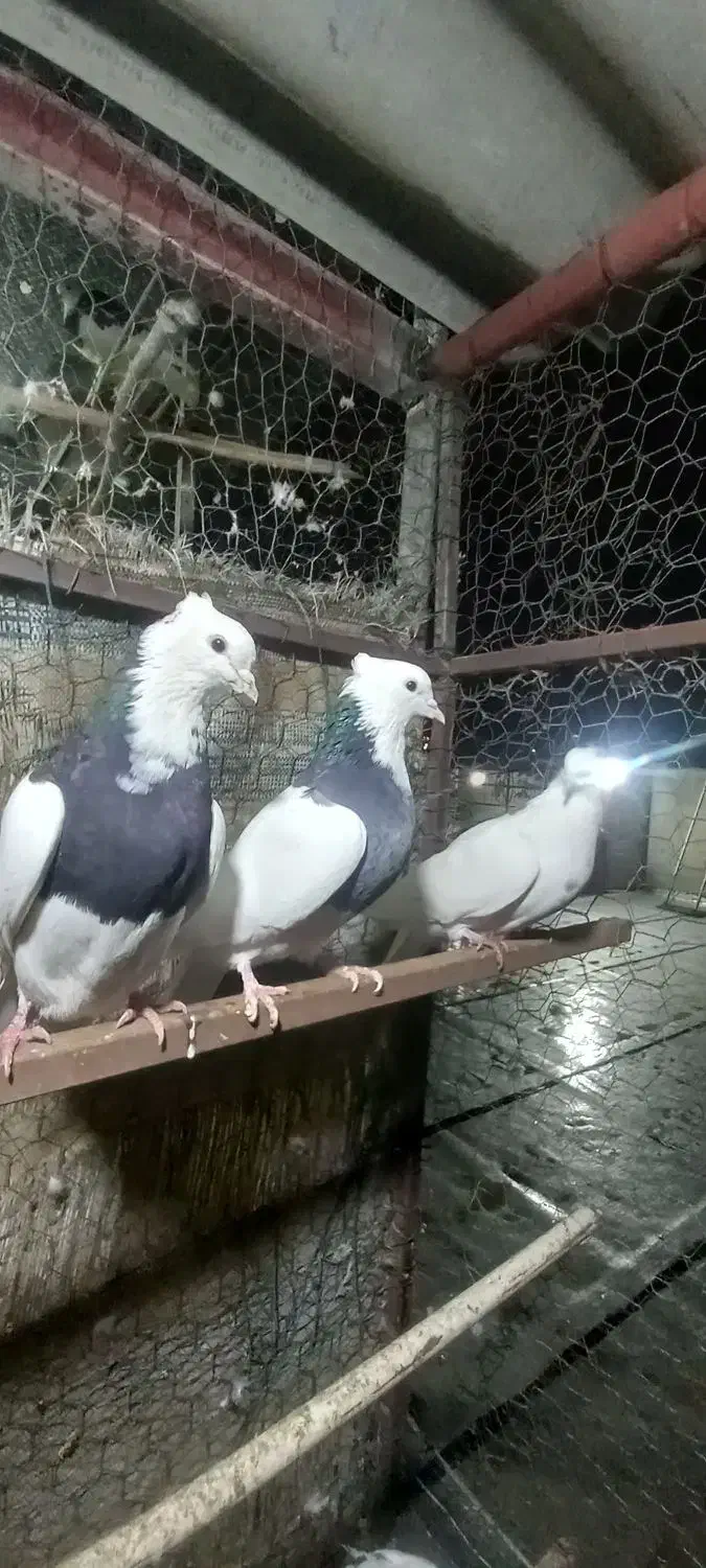 فروش کبوتر|پرنده|کرمانشاه, |دیوار