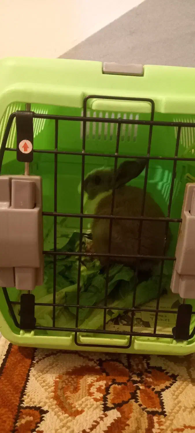 خرگوش زیبا و شیطون|موش و خرگوش|سنندج, |دیوار