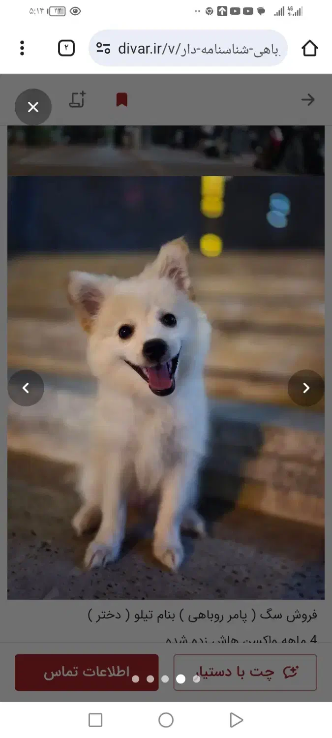 توله سگ روباهی ناز با قیمت مناسب|سگ|شیراز, آبیاری|دیوار