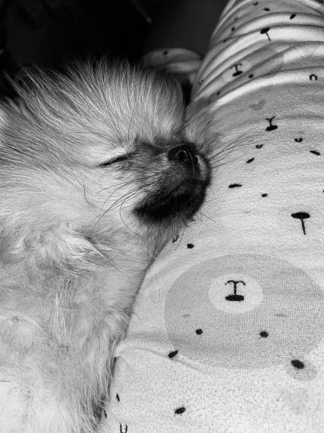 سگ/پامر/ماده|سگ|تهران, صادقیه|دیوار