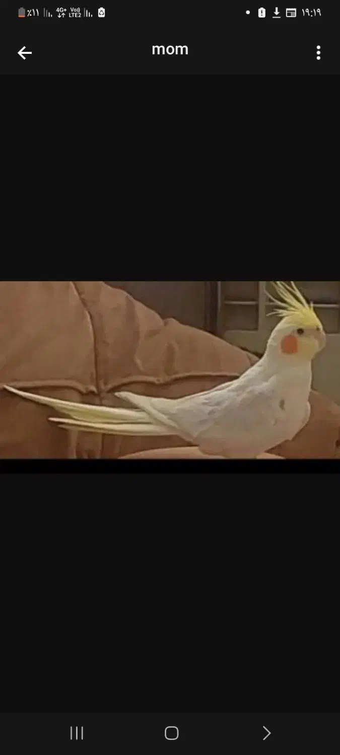 عروس هلندی گمشده|حیوانات|تهران, افسریه جنوبی|دیوار