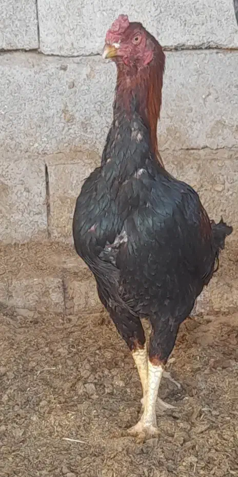 خروس لاری فروشی یا معامله.|حیوانات مزرعه|رفسنجان, |دیوار