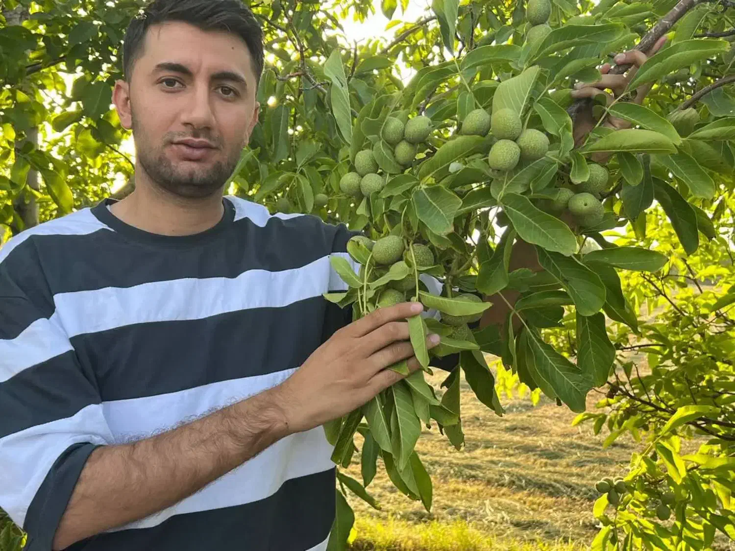 ارائه نهال گردو جمال پیوندی دیرگل پایه کوتاه|خدمات باغبانی و درختکاری|بندر ترکمن, |دیوار