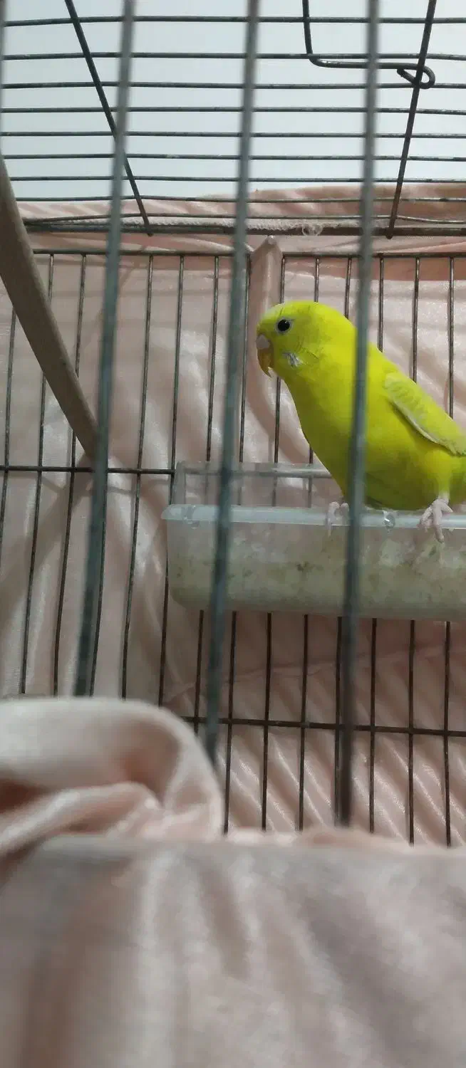 مرغ عشق ماده آماده به تخم|پرنده|اهر, |دیوار