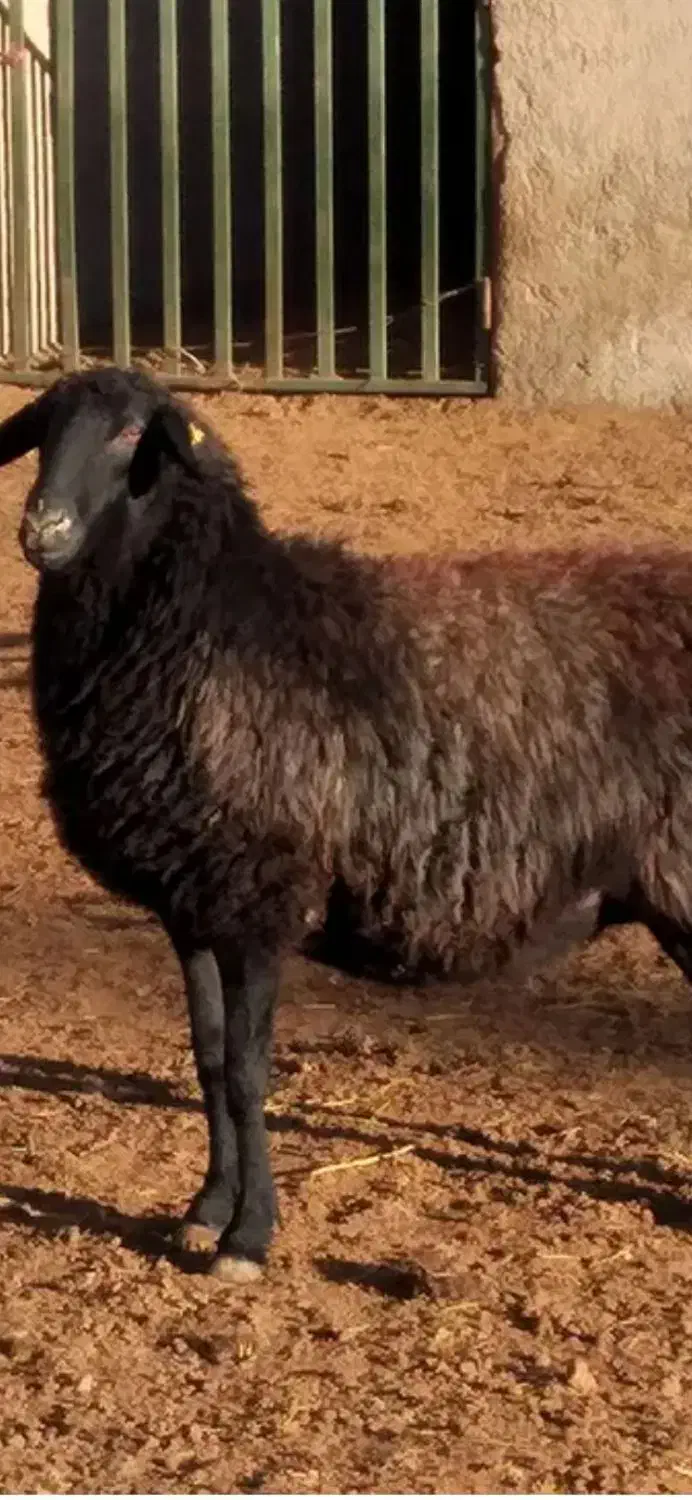 گوسفند زنده|حیوانات مزرعه|پرند, فاز ۰|دیوار