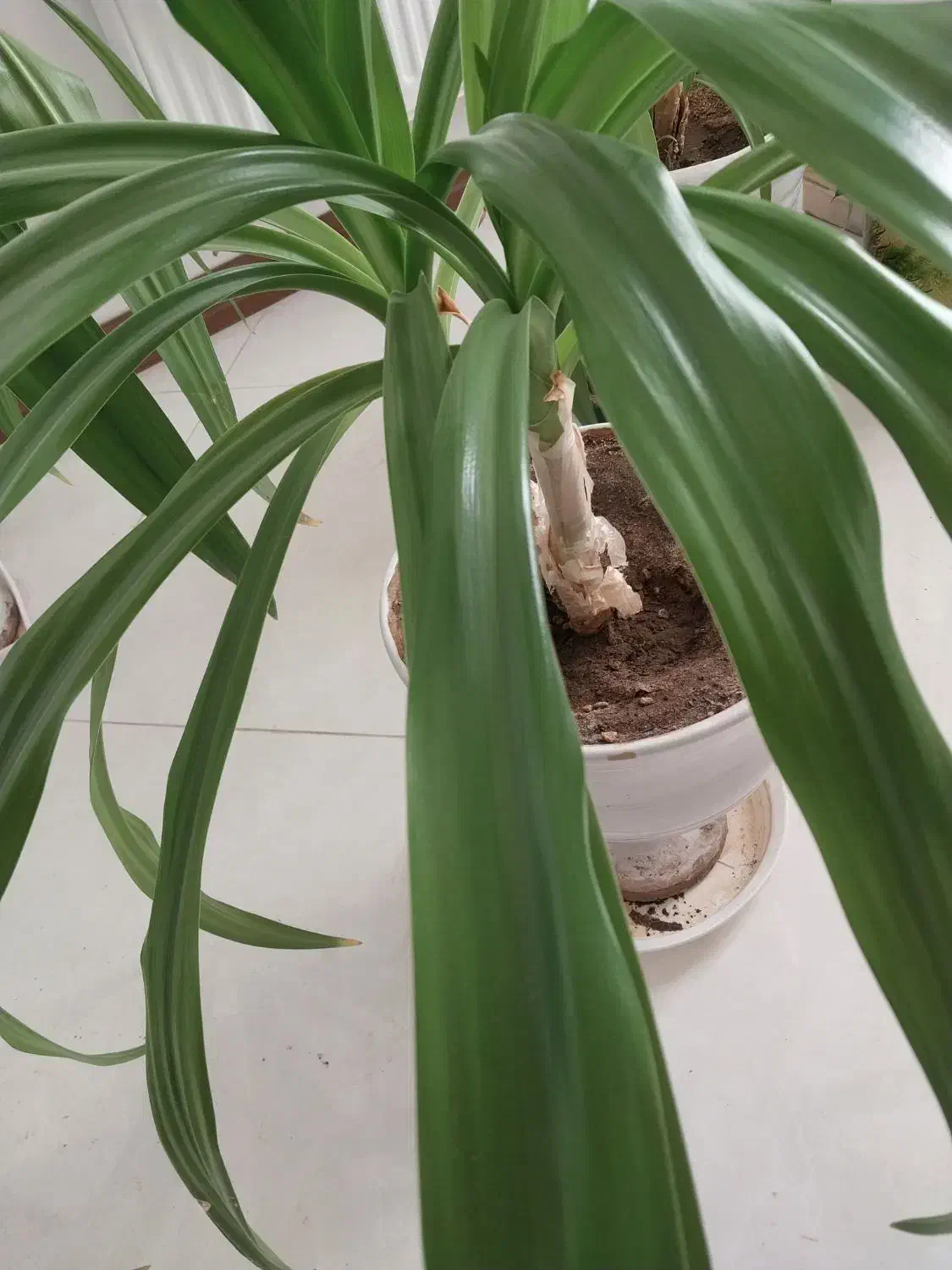 فروش گلدان سوسن دوقلو|گل و گیاه طبیعی|یزد, |دیوار