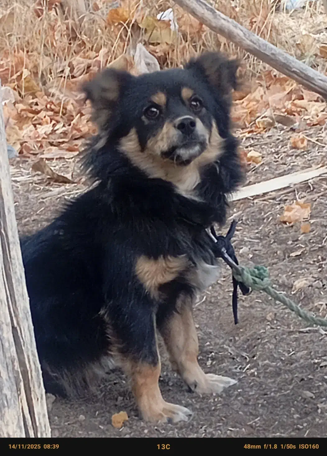 یک قلاده سگ|سگ|بومهن, |دیوار