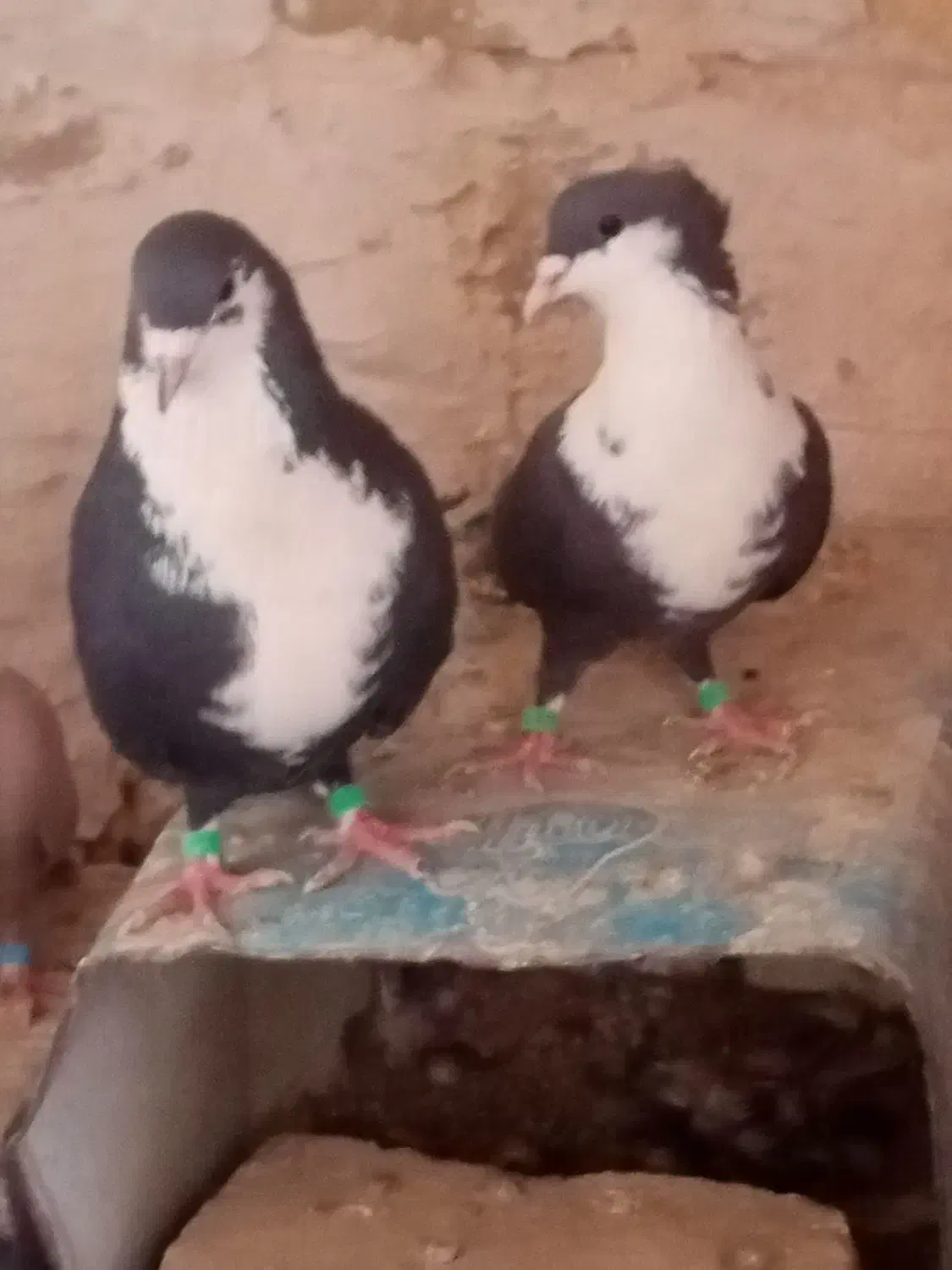 دوجفت کرواتی سرخ وسیاه فروشی|پرنده|تربتحیدریه, اندیشه|دیوار