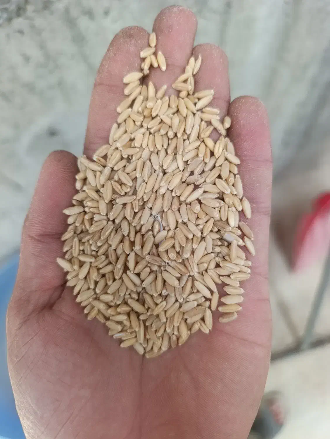 گندم اصلاح شده|عمده‌فروشی|کمیجان, |دیوار