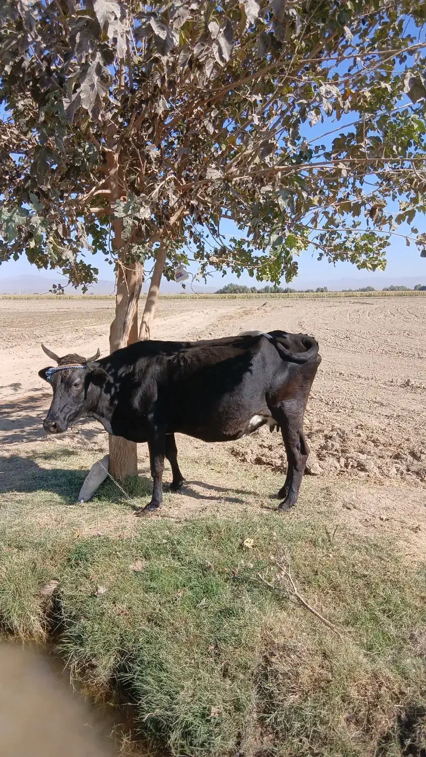 گاو آبستن هشت ماهه|حیوانات مزرعه|ارزوئیه, |دیوار