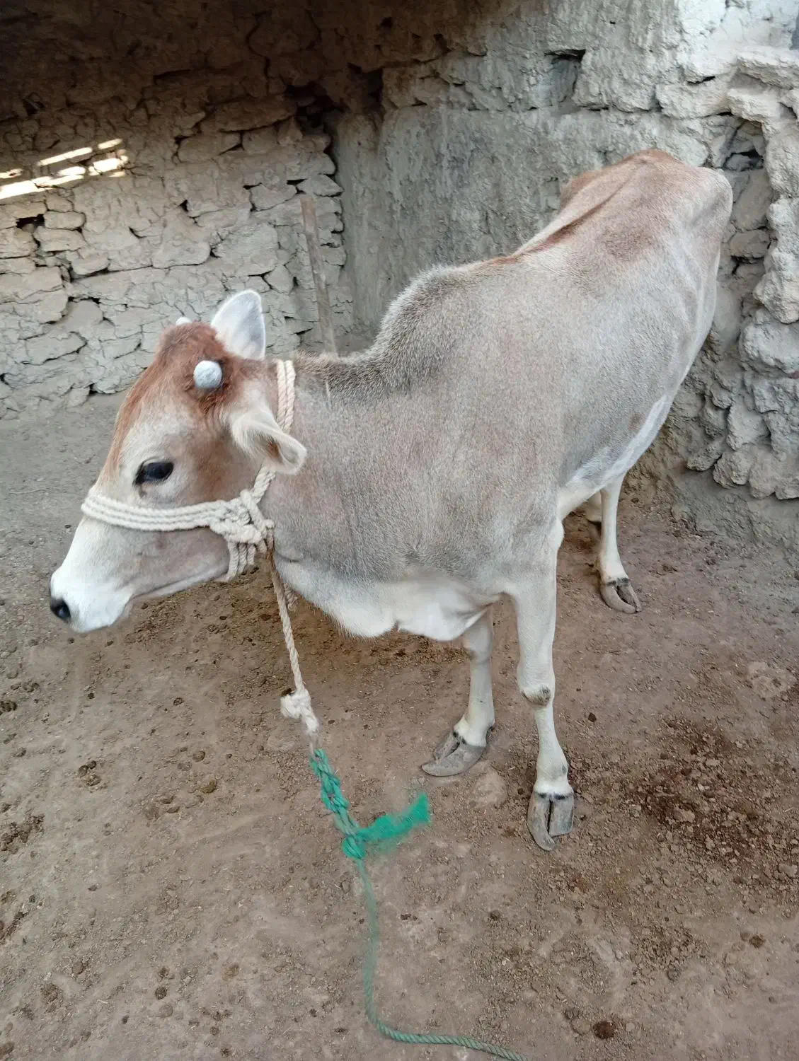 گوساله ماده|حیوانات مزرعه|قشم, |دیوار