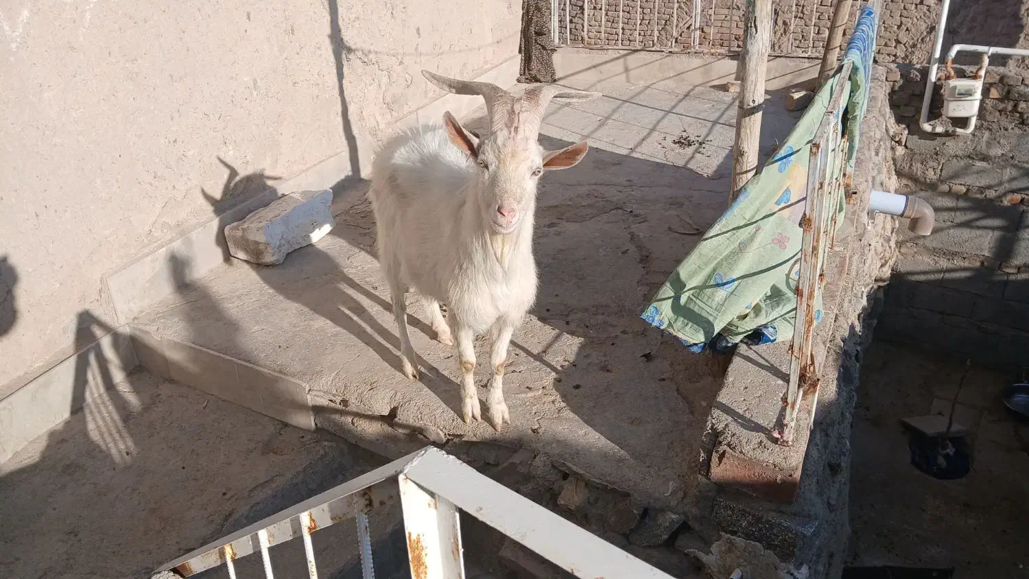 تکه سانن|حیوانات مزرعه|سرداران, |دیوار