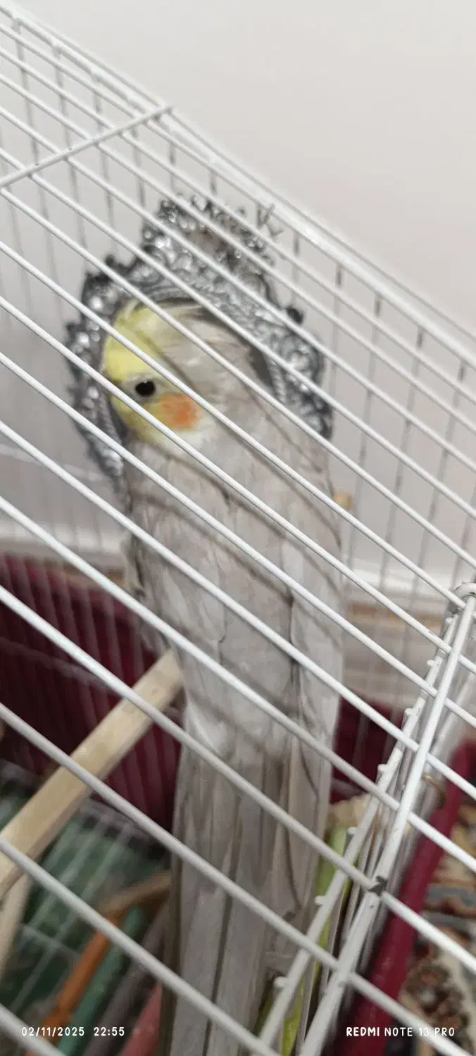 پرنده زینتی|پرنده|کوه چنار, |دیوار