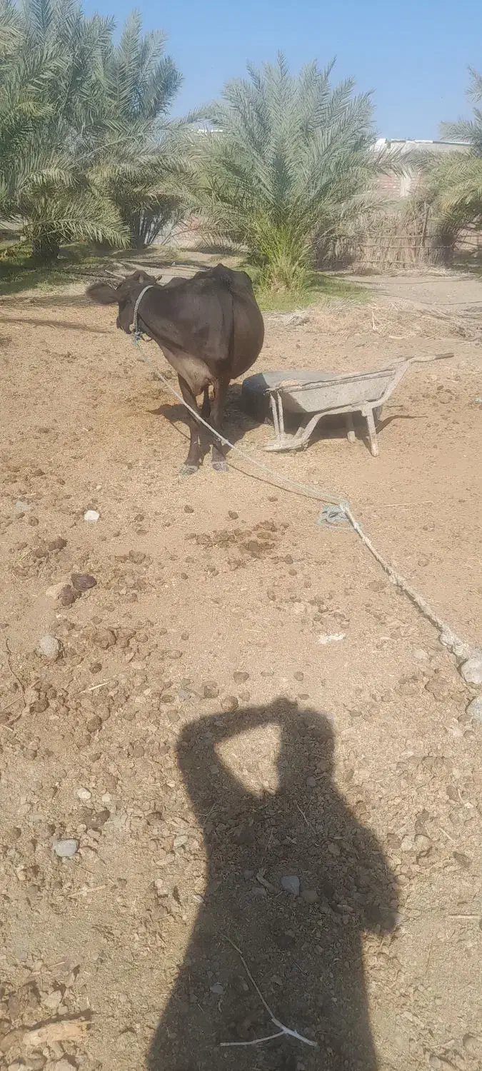 فروش گاو  شیری با گوساله|حیوانات مزرعه|جیرفت, |دیوار