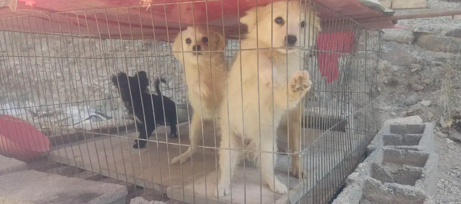 سگ پاکوتاه پامریین شناسنامهدار|سگ|زنجان, |دیوار