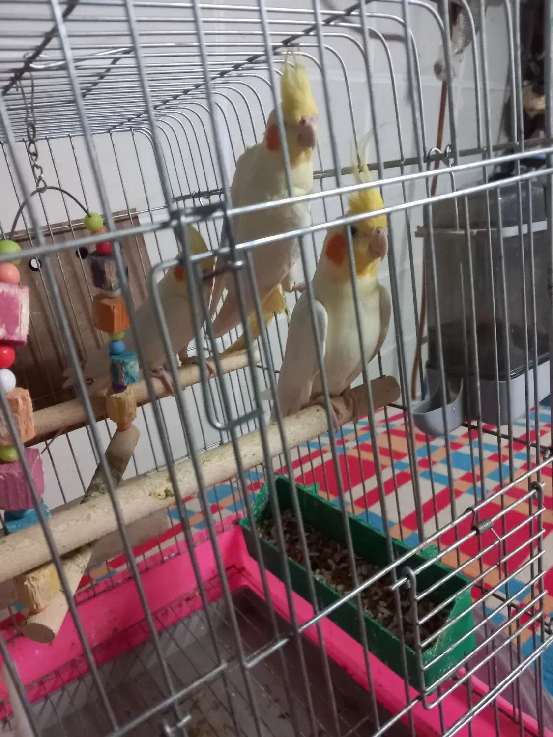 عروس هلندی|پرنده|چمران, |دیوار