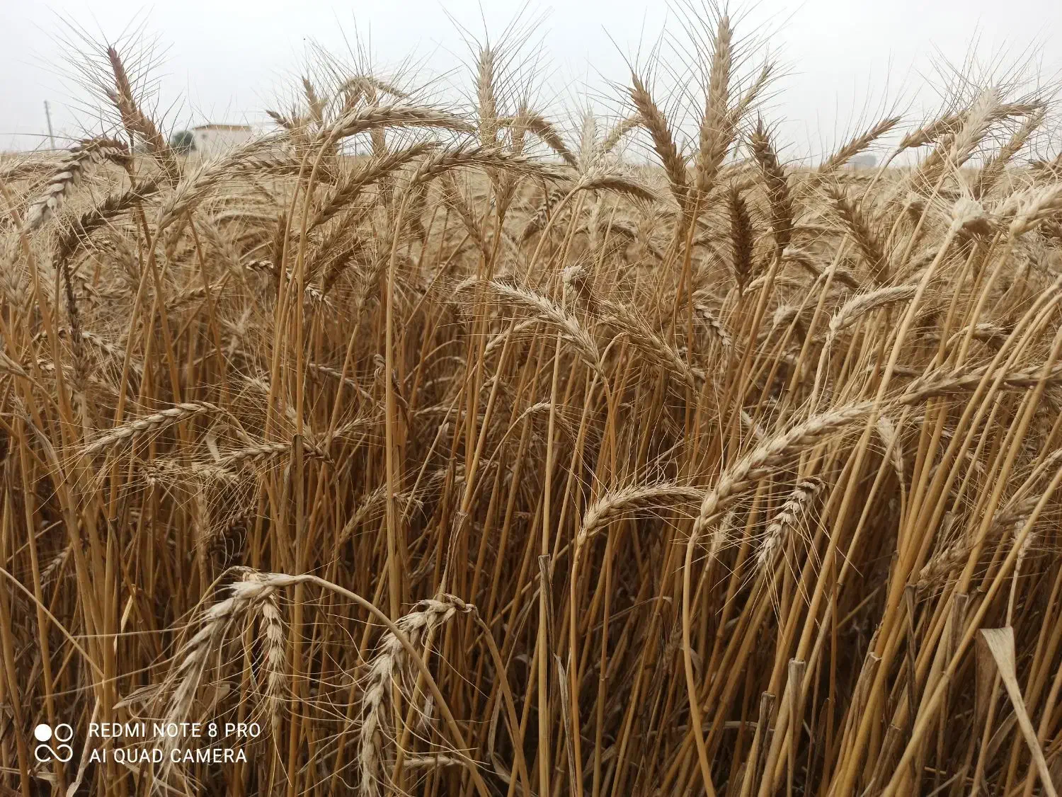زمین کشاورزی با سند ششدانگ|فروش دفتر صنعتی، کشاورزی، تجاری|آق قلا, |دیوار