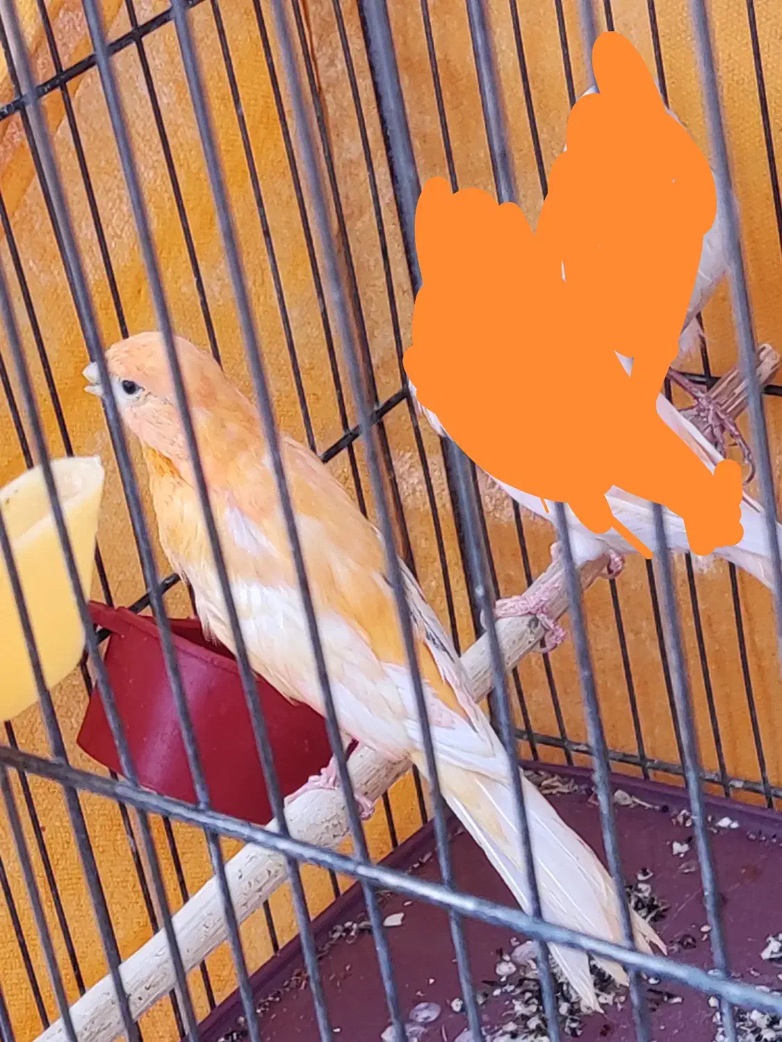 قناری نر سرخ|پرنده|سیرجان, |دیوار