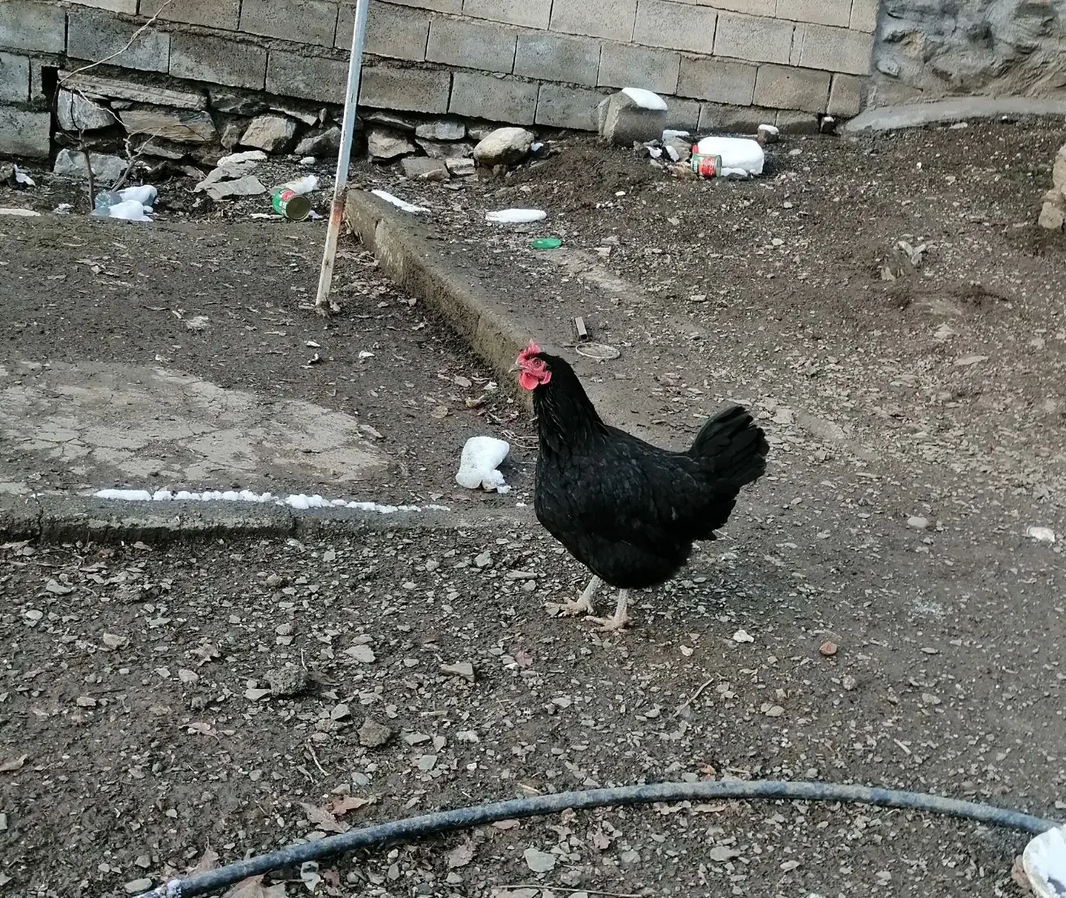 مرغ محلی|حیوانات مزرعه|نمشیر, |دیوار