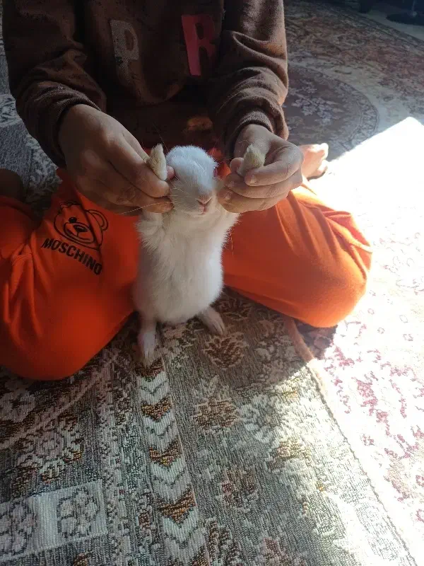 خرگوش ۲ماهه|موش و خرگوش|دماوند, مسکن مهر گیلاوند|دیوار