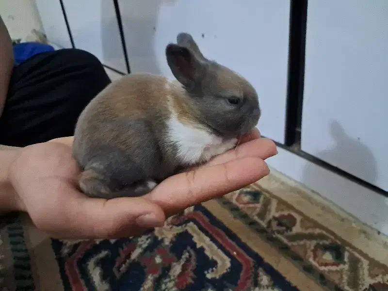 بچه خرگوش|موش و خرگوش|اهواز, زیتون کارگری|دیوار