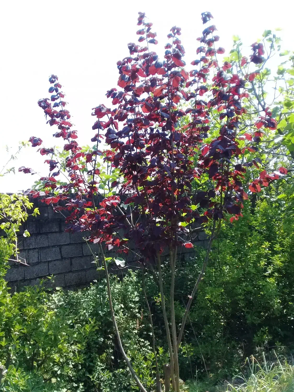 نهال فندق قرمز|گل و گیاه طبیعی|نشتارود, |دیوار