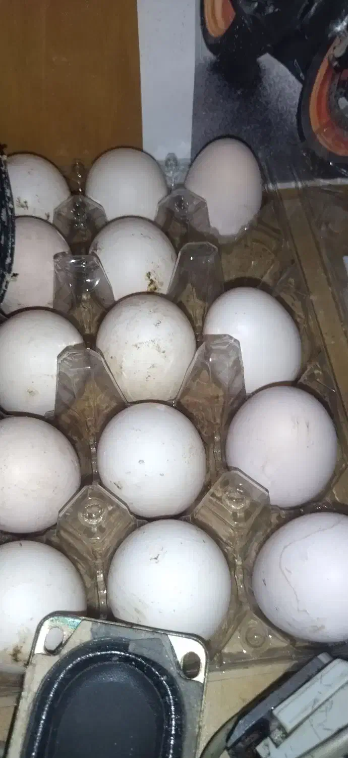 تخم لاری|حیوانات مزرعه|لاهیجان, خالو باغ|دیوار