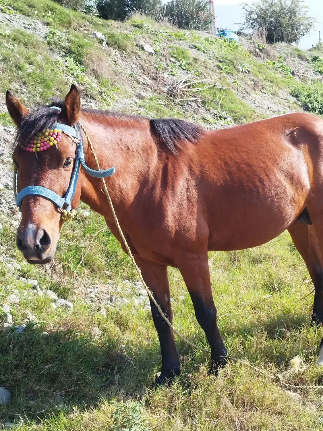 اسب|حیوانات مزرعه|خلیل شهر, |دیوار