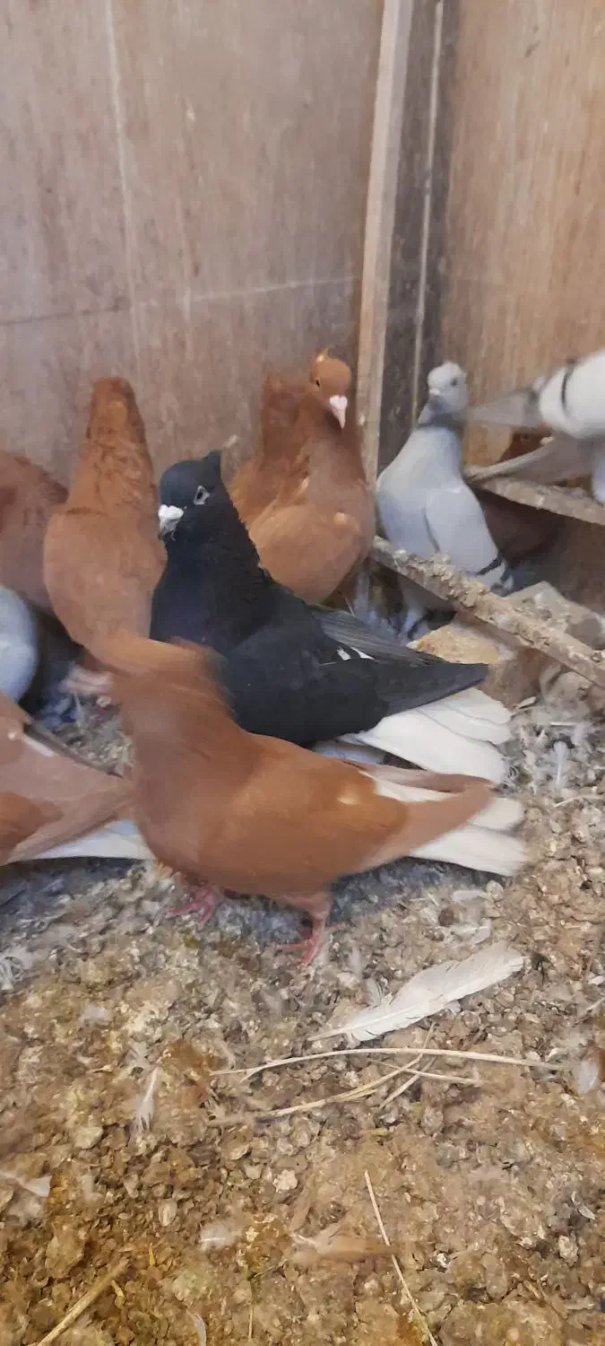 پرنده کبوتر فروشی|پرنده|اسفرورین, |دیوار