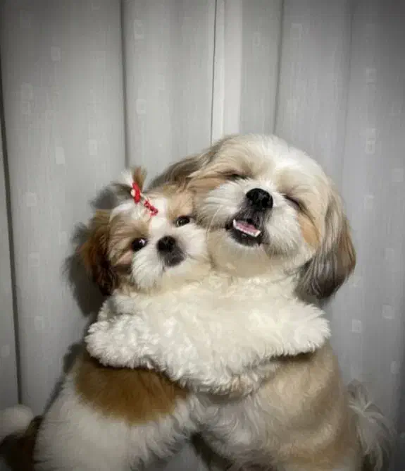 تریکالر توله کوچک شیتزو ناز|سگ|رشت, سعدی (تختی)|دیوار