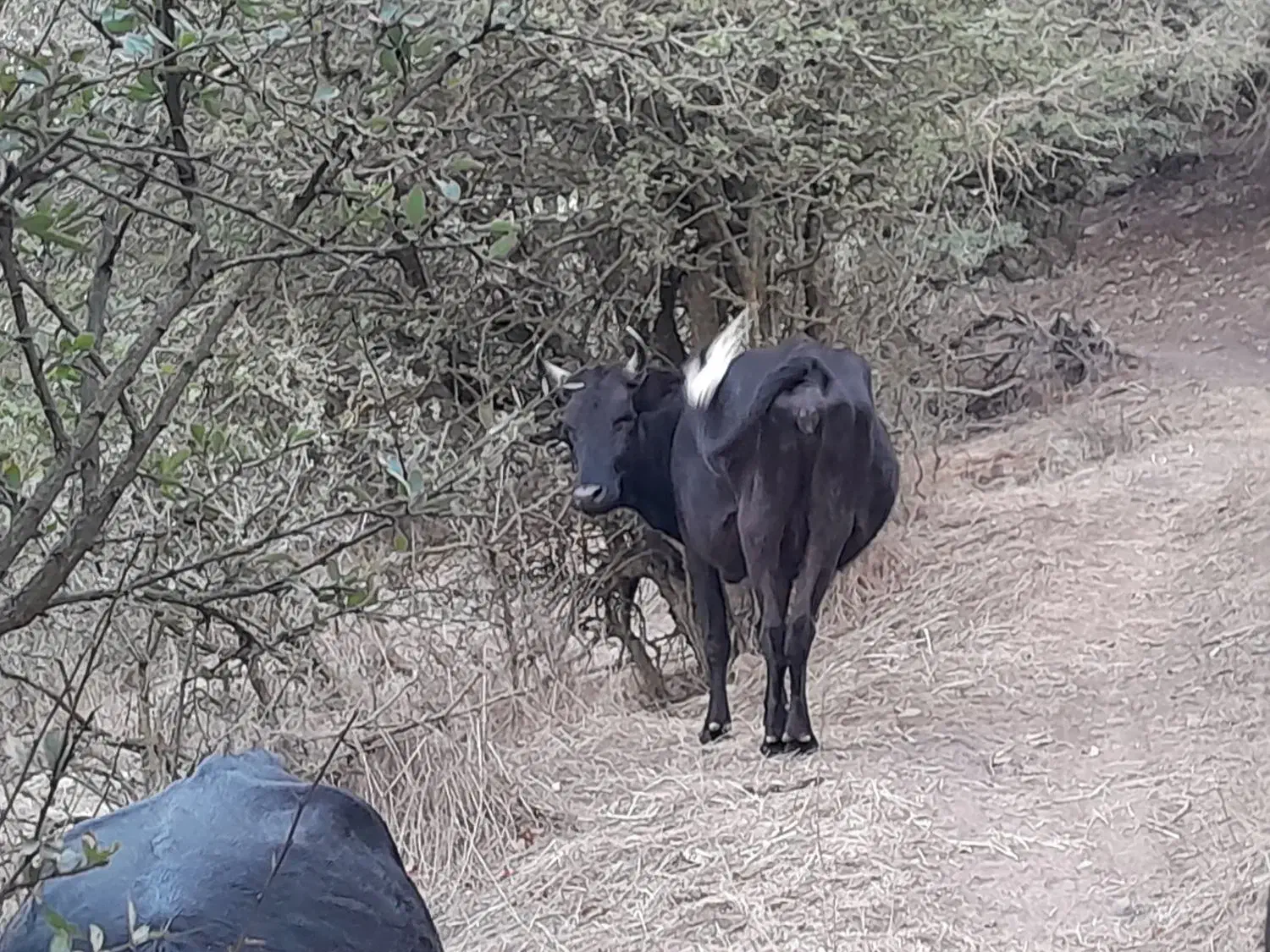 گاو شکم دار|حیوانات مزرعه|رودبار, |دیوار