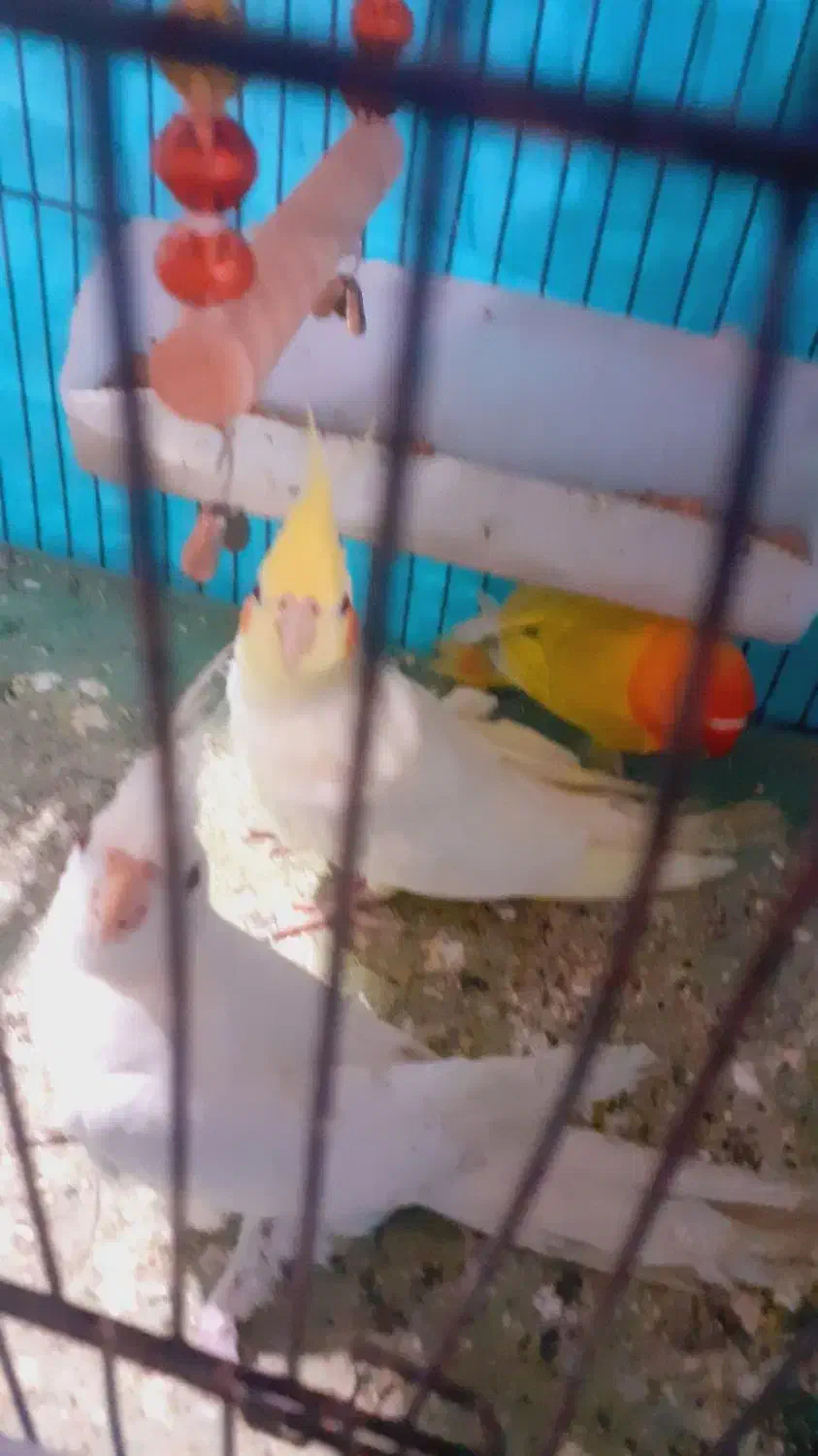 عروس هلندی لوتینوی اهلی 6 ماهه|پرنده|آذرشهر, |دیوار