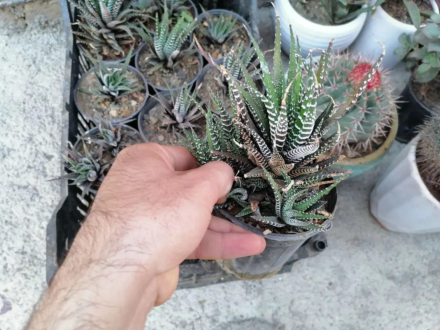 گل های کاکتوس هاورتیا گورخری زیر قیمت|گل و گیاه طبیعی|بهار, |دیوار