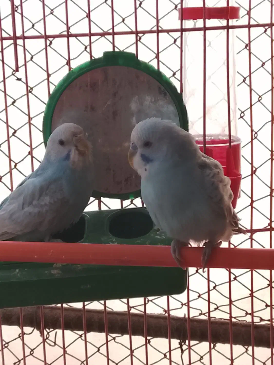 مرغ عشق|پرنده|بم, |دیوار