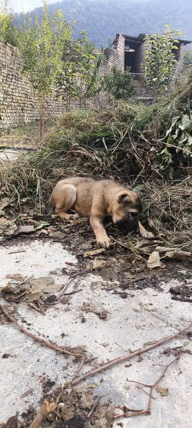 توله ماده الابای|سگ|خان ببین, |دیوار