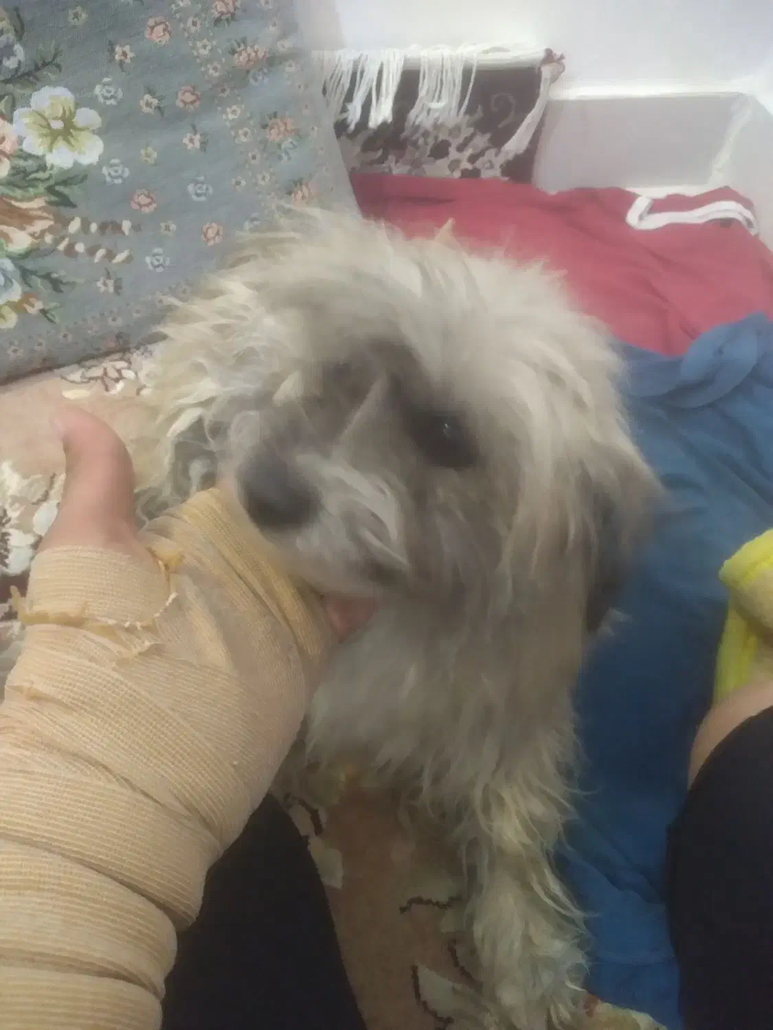 سگ پاکوتا شید زو|سگ|محمدیه-قزوین, |دیوار