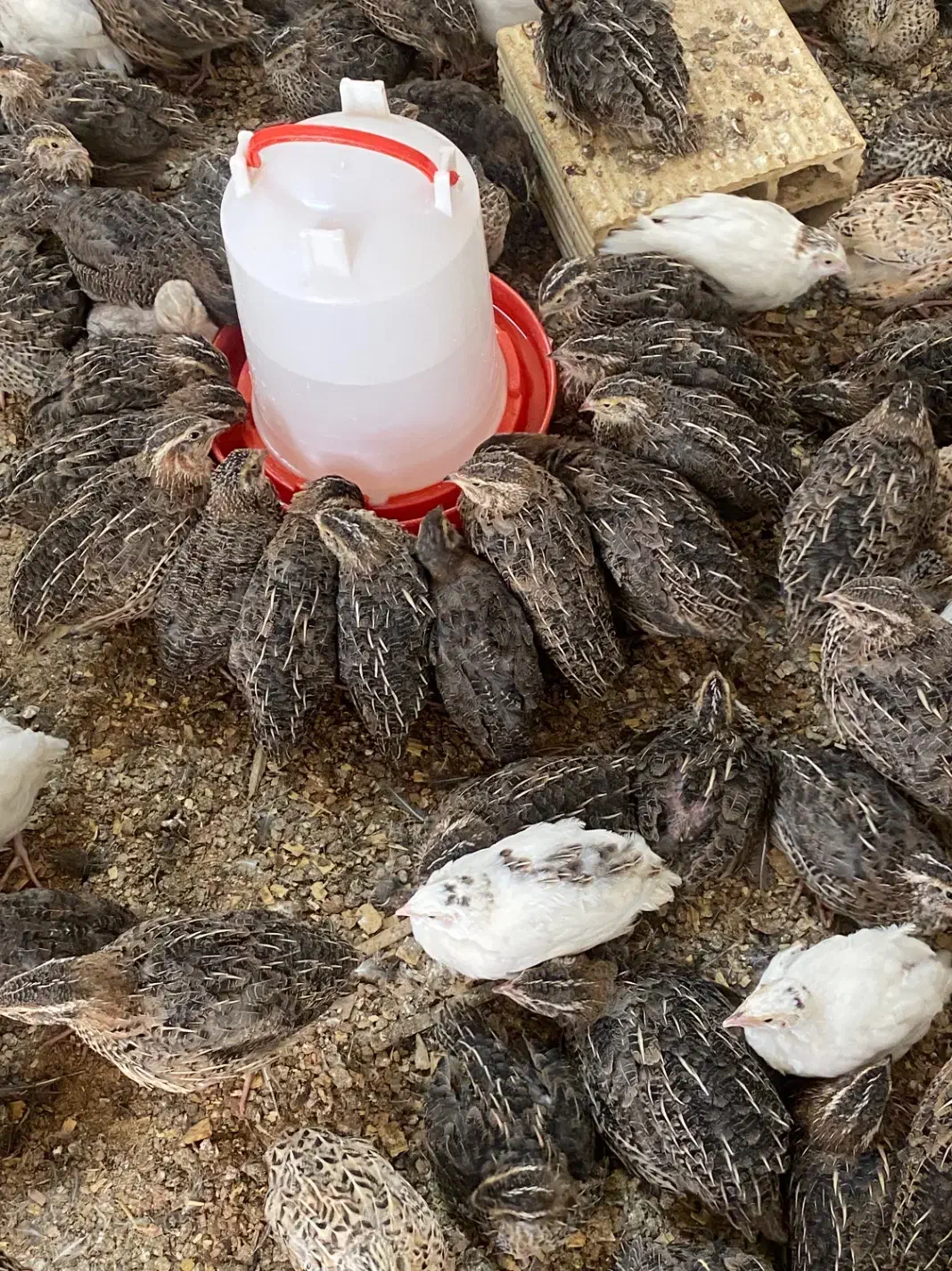 نیمچه گوشتی بلدرچین|حیوانات مزرعه|مشهد, هنرستان|دیوار