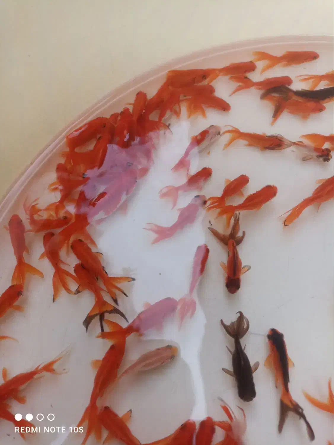 ماهی قرمز،گلدفیش،کوی|ماهی|خان ببین, |دیوار