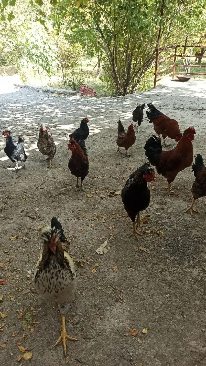 خروس  و مرغ محلی|حیوانات مزرعه|ملکآباد, |دیوار