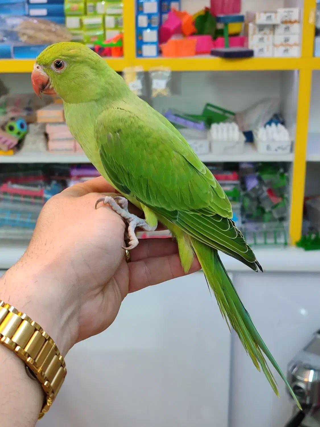 طوطی ملنگو سخنگو|پرنده|اردبیل, |دیوار