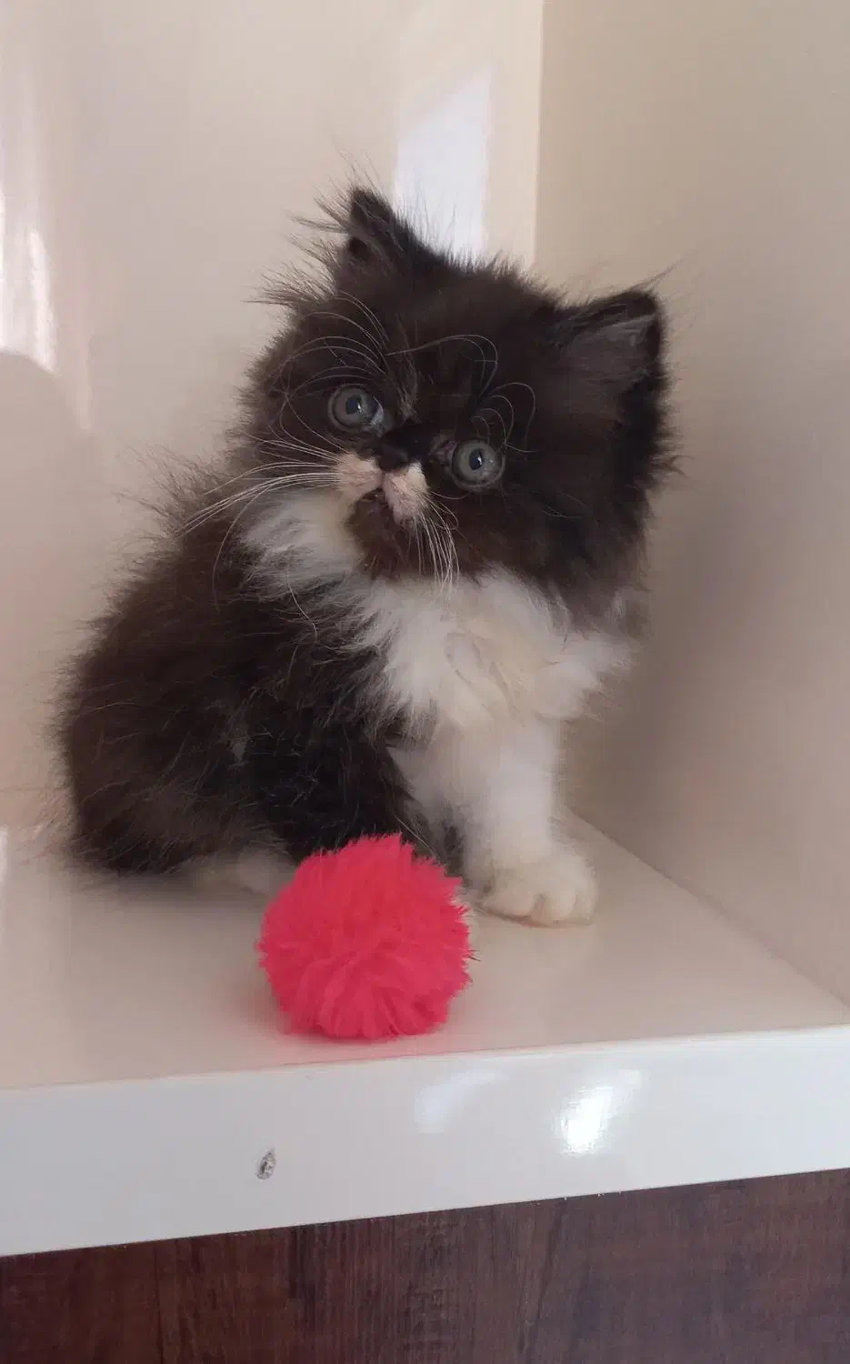 بچه گربه پرشین|گربه|ساری, |دیوار