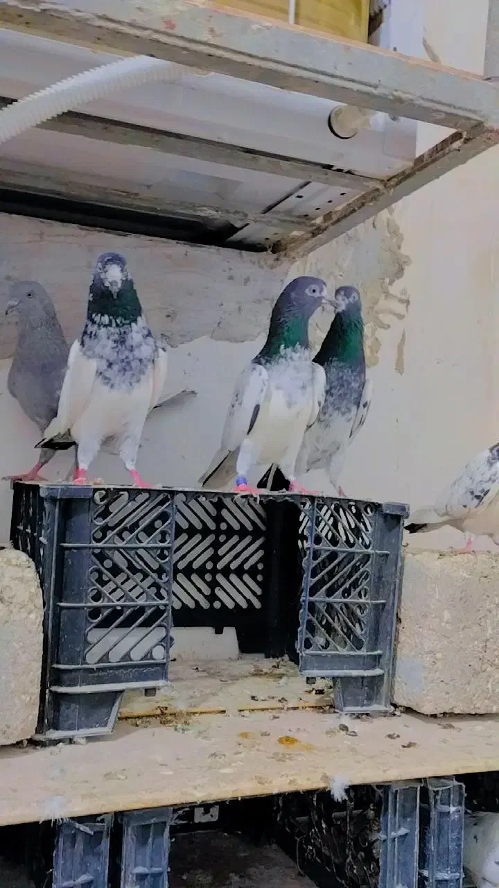 پرنده|پرنده|قشم, |دیوار