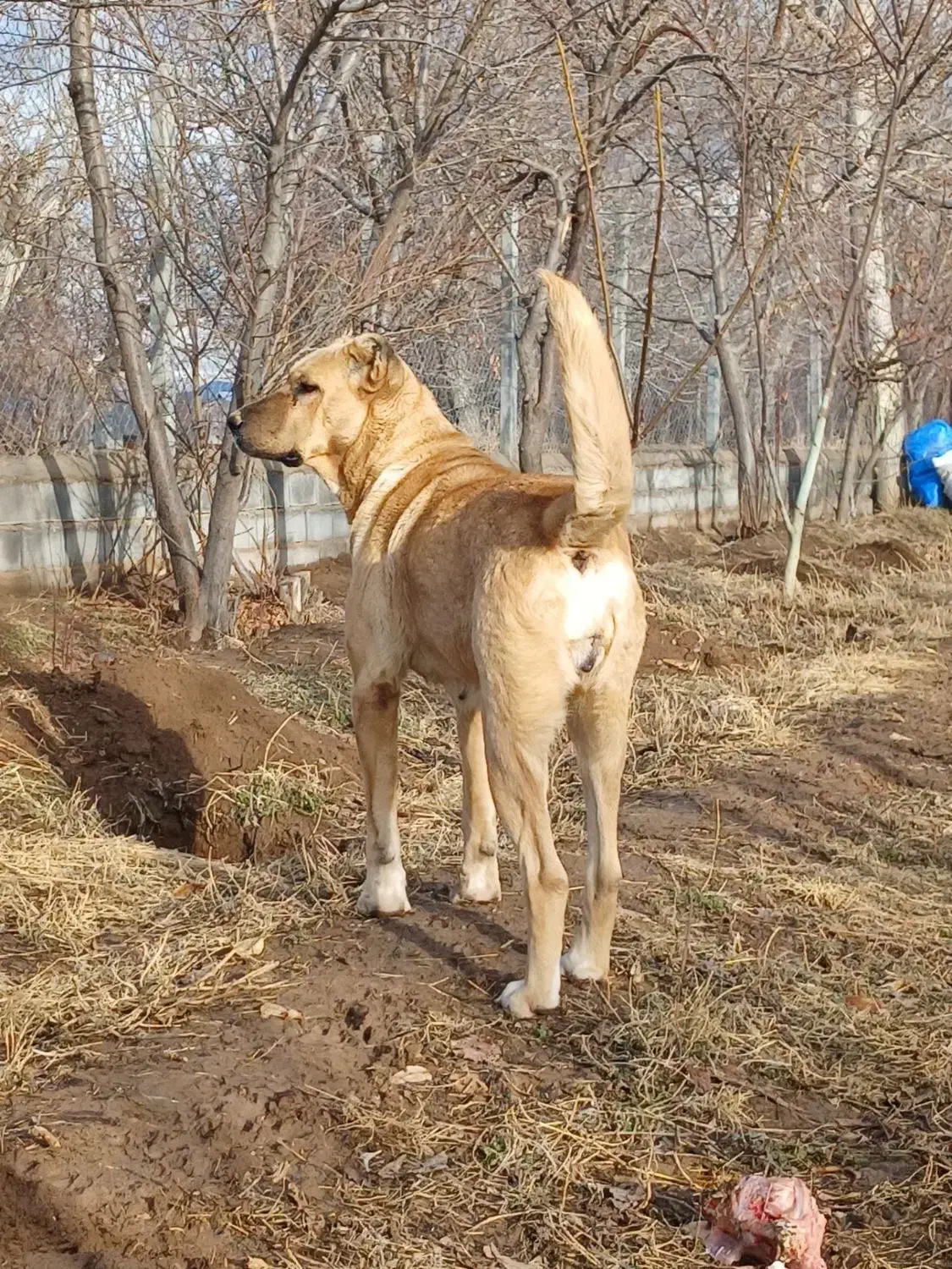 ماده سرابی ۴ میلیون|سگ|مراغه, |دیوار