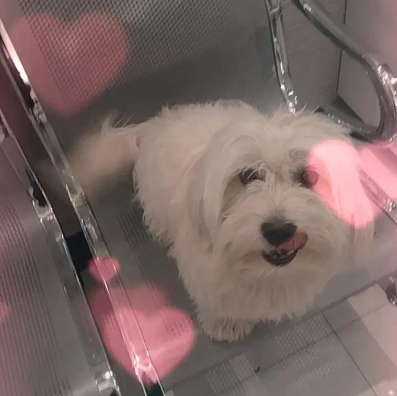 فروش سگ ایشپیتز|سگ|تبریز, |دیوار