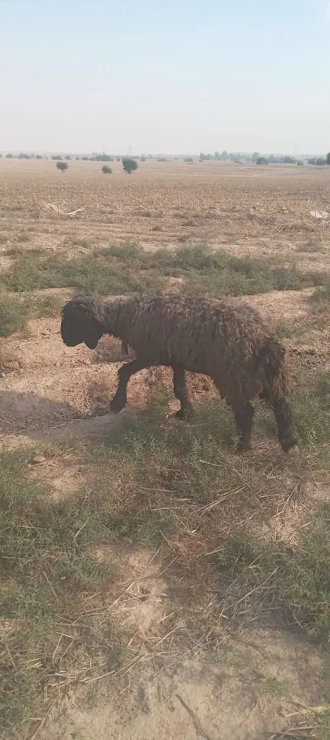 3تامیش ابستن ۲ماه به بالا|حیوانات مزرعه|گتوند, |دیوار